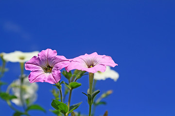 Image showing summer flowerses on blue background