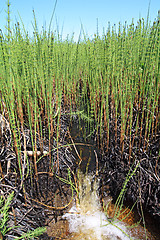 Image showing small creek amongst marsh horsetail