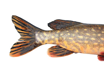 Image showing tail pike on white background