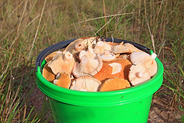 Image showing mushrooms in pail