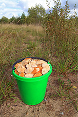 Image showing mushrooms in pail