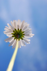 Image showing daisy under blue sky