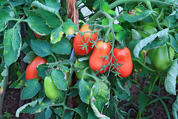 Image showing red tomatoes in plastic hothouse