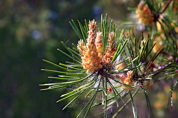 Image showing pine of the big shot