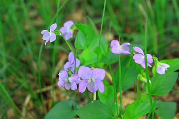 Image showing blue field flowerses