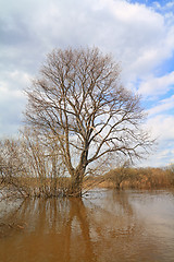 Image showing big oak in spring water