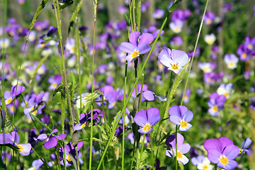 Image showing pansy in summer wood