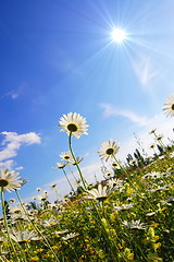 Image showing flower in summer under blue sky