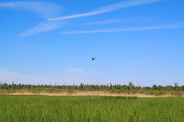 Image showing flying crane on green marsh