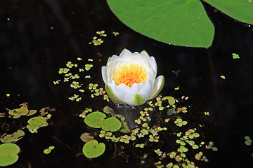 Image showing water lily amongst marsh duckweed