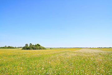 Image showing white dandelions on summer field