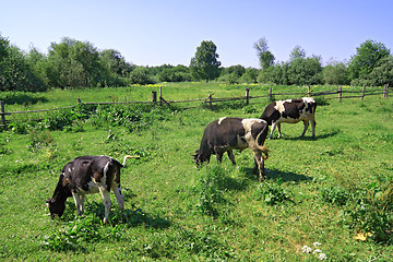 Image showing cows on green meadow near old fence