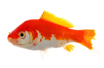 Image showing goldfish