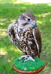 Image showing falcon