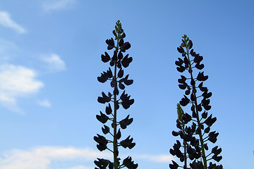Image showing silhouette lupines on celestial background
