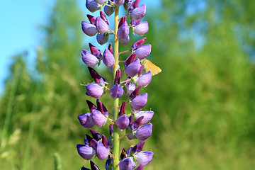 Image showing lilac lupines on green background