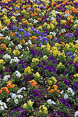 Image showing decorative flowerses on town lawn