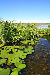 Image showing green sheet water lily on surfaces lake