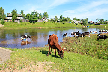 Image showing herd cortex on coast river