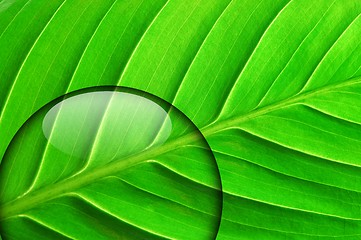 Image showing green leaf with water drop