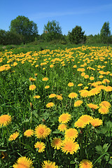 Image showing yellow dandelions on green field