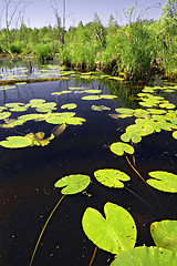 Image showing water lilies sheet on lake
