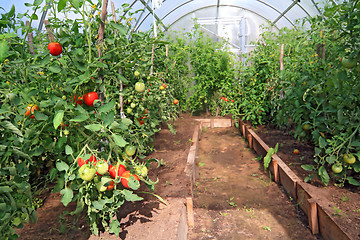 Image showing red tomatoes in plastic hothouse