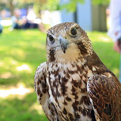 Image showing falcon