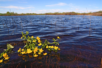 Image showing yellow flowerses on surfaces lake