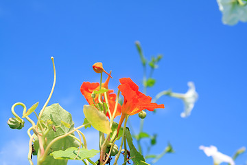 Image showing summer flowerses on blue background