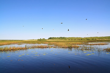 Image showing sea gulls on big lake