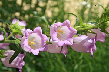 Image showing summer flowerses on green background