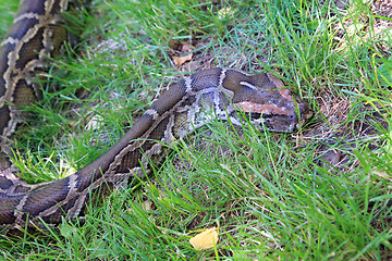 Image showing big python on green herb