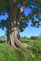 Image showing root of the oak amongst green herb