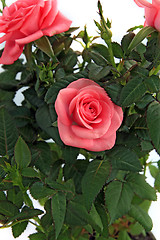 Image showing bouquet of the roses on white background