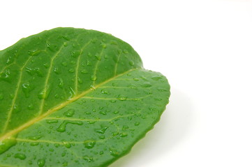 Image showing leaf with water drops after rain