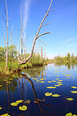 Image showing green water lilies on small lake