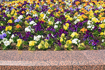 Image showing summer flowerses on town lawn