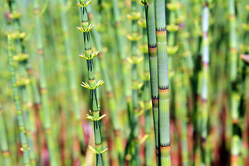 Image showing green horsetail in wood marsh