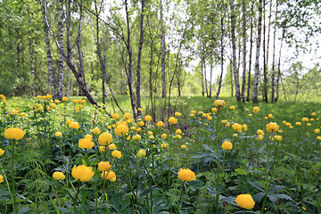 Image showing globe-flower in summer birch wood