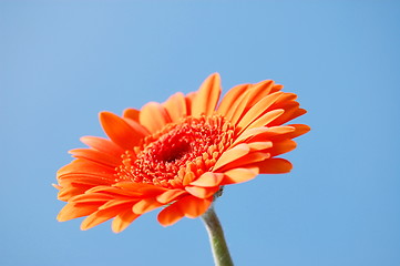 Image showing Gerbera daisy