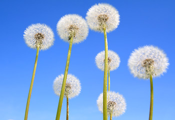 Image showing white dandelions on celestial background