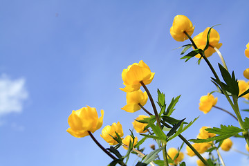 Image showing globe-flower on celestial background