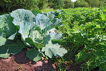Image showing head of cabbage in vegetable garden
