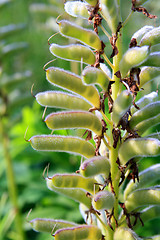 Image showing bob of the lupine on green background