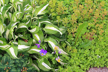 Image showing decorative flowerses on town lawn