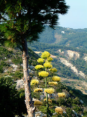 Image showing pine and cactus