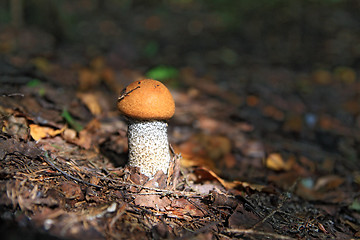 Image showing edible mushroom in dark wood