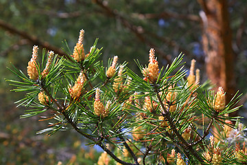 Image showing pine of the big shot