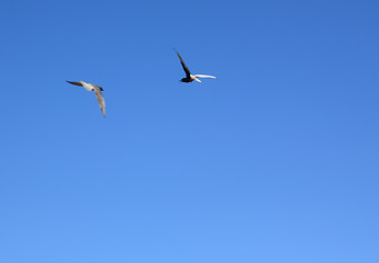 Image showing black sea gulls in blue sky